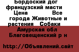 Бордоский дог ( французский масти)  › Цена ­ 50 000 - Все города Животные и растения » Собаки   . Амурская обл.,Благовещенский р-н